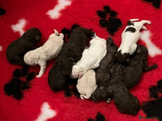 Lagotto Romagnolo dogs Lagotto Romagnola - Advert 6