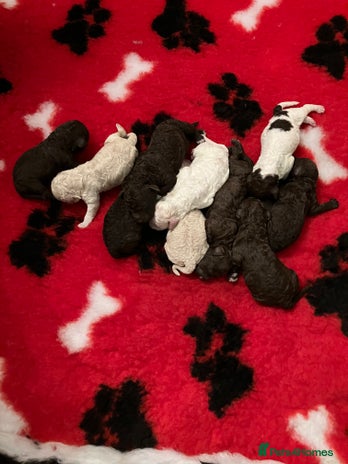 Lagotto Romagnolo dogs - Advert 6