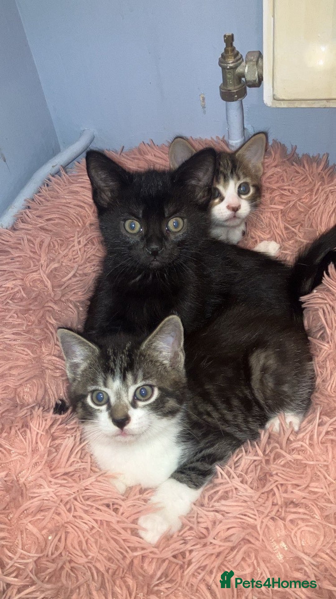 Mixed Breed cats for sale: Kittens - Advert 1