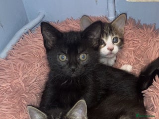 Mixed Breed cats Kittens - Advert 1