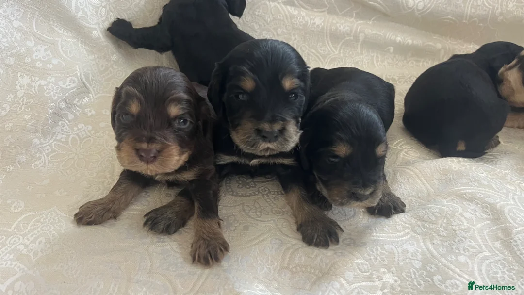 Cocker Spaniel dogs for sale: Ready now Exquisite Show Type cocker spaniel  - Advert 12