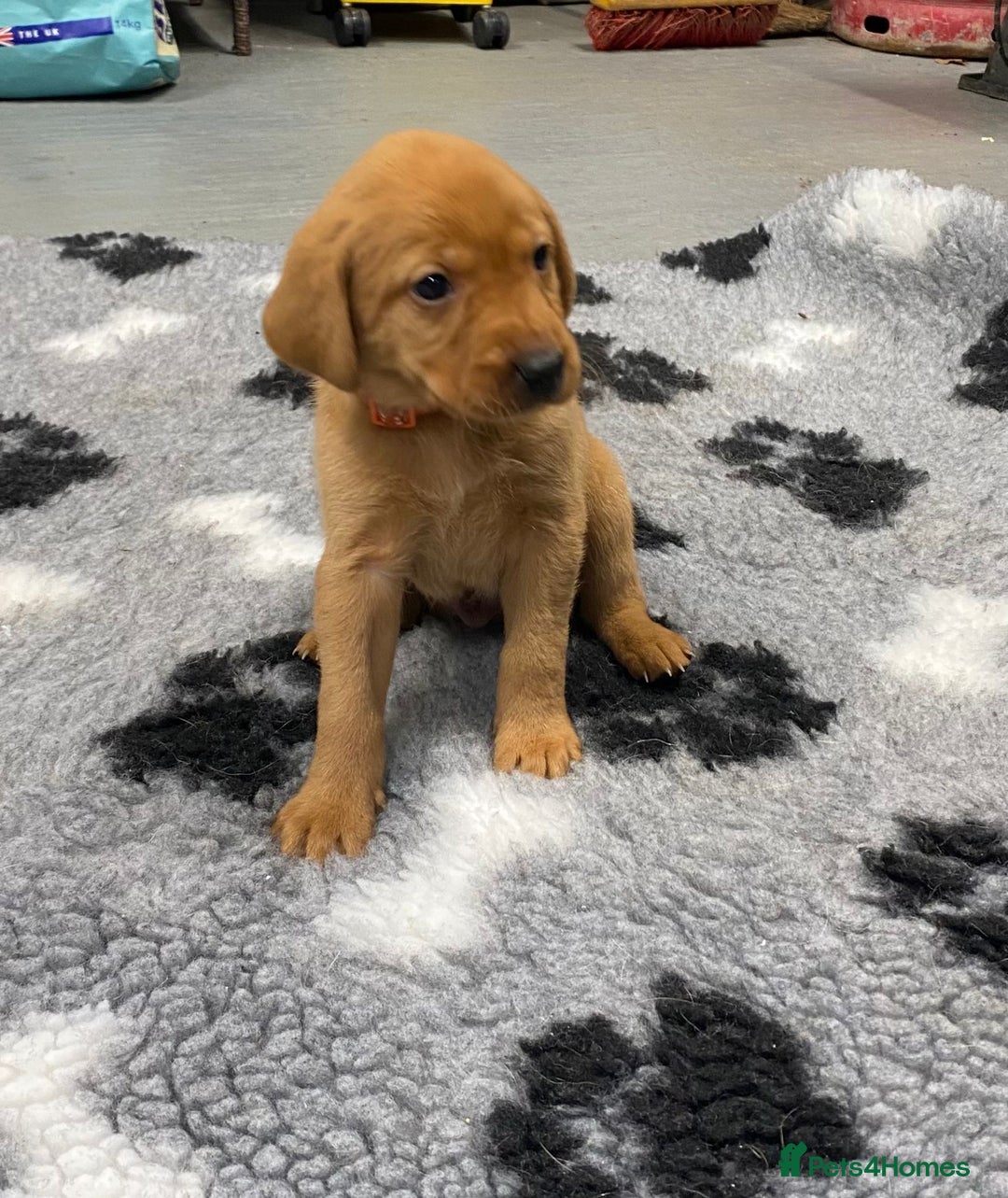 Labrador Retriever dogs for sale: Fox Red Labrador Retriever Male - Image 5