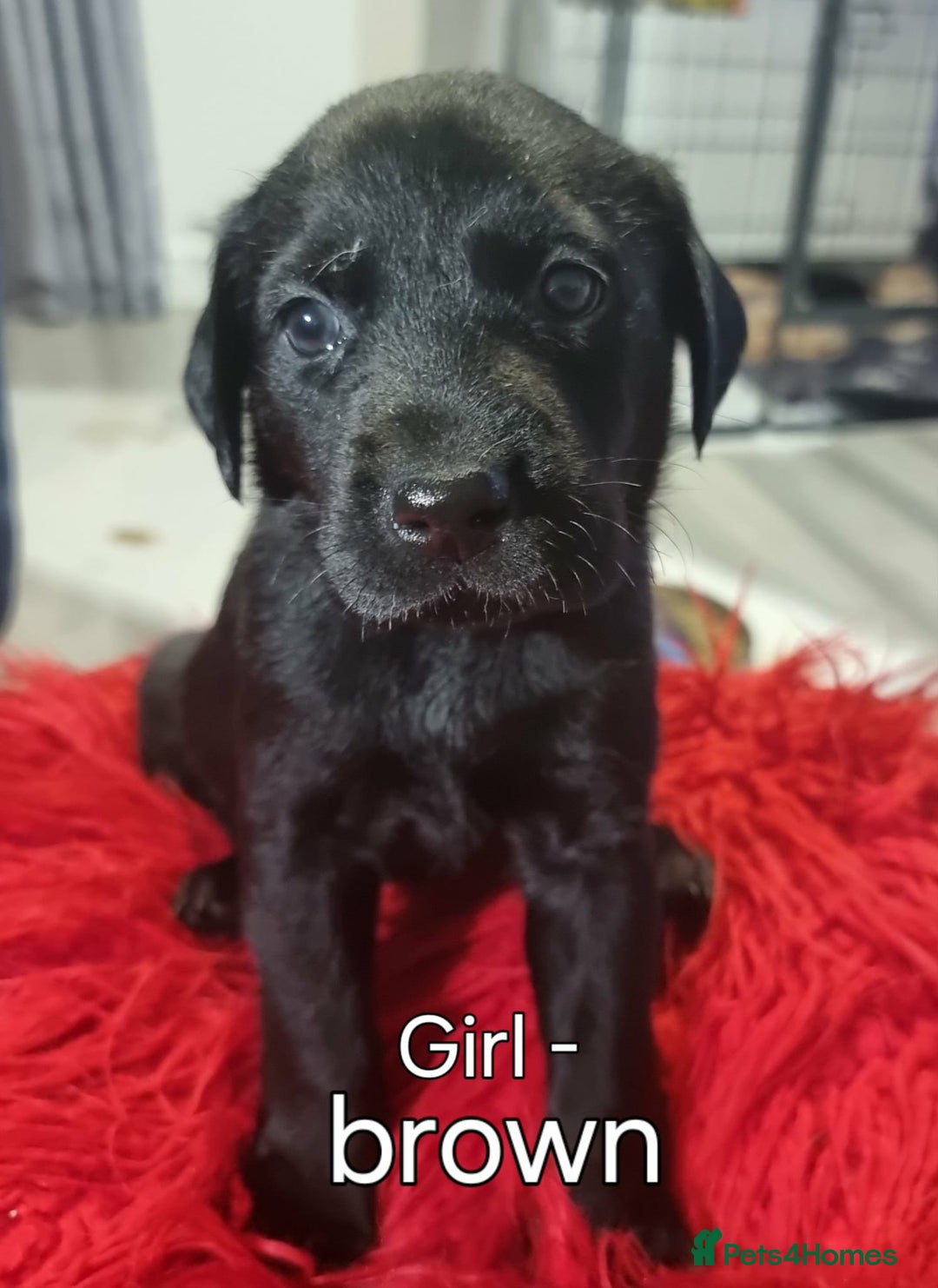 Labrador Retriever dogs for sale: PEDIGREE & KC REG LABRADOR RETRIEVER  - Advert 7