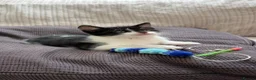 Mixed Breed cats for sale: Adorable 11 week old Kittens - Ready for Homes! in Harrow - Advert 11