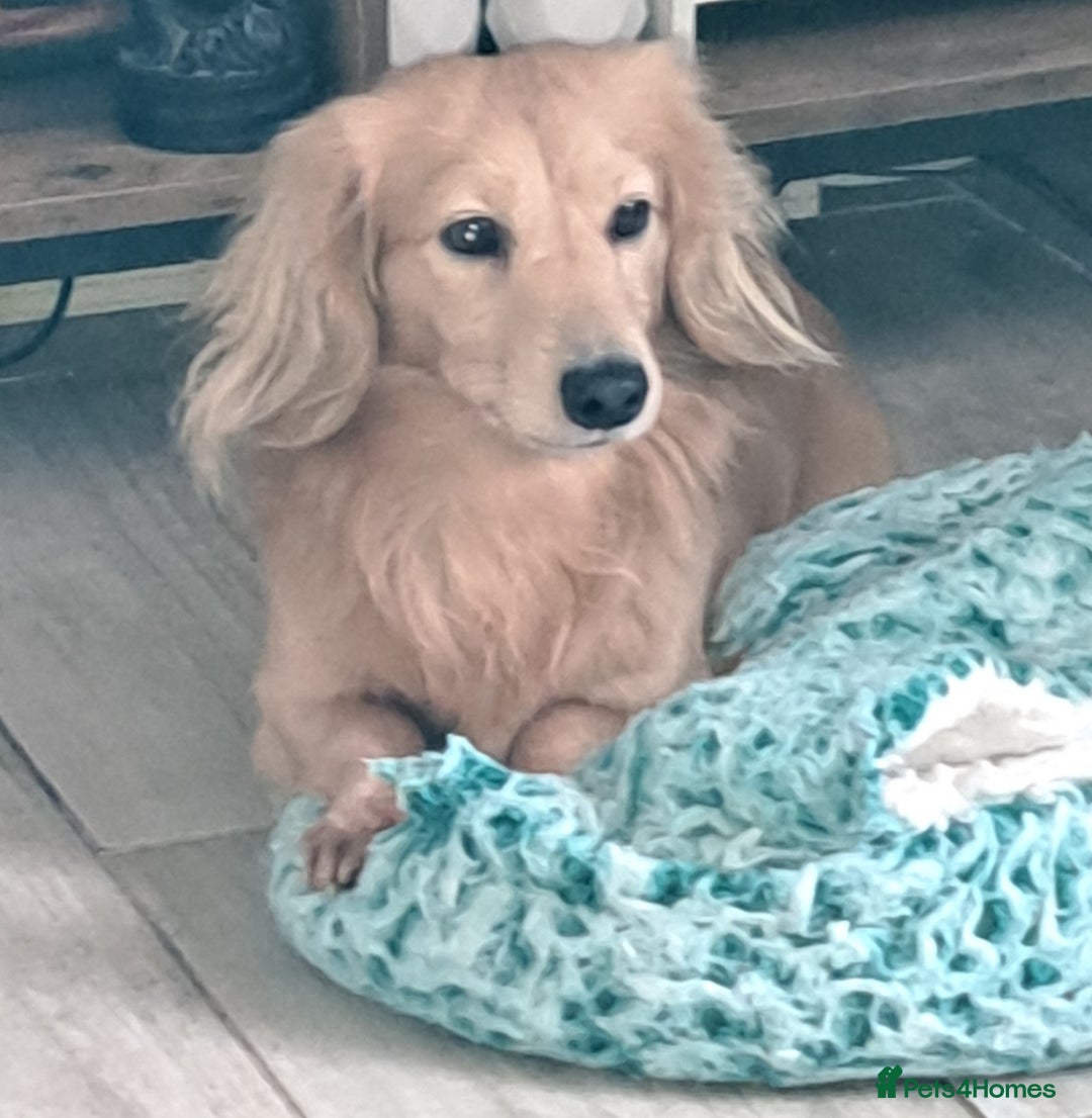 Miniature Dachshund dogs for stud: STUD 100% Long Haired Cream Miniature Dachshund - Image 6