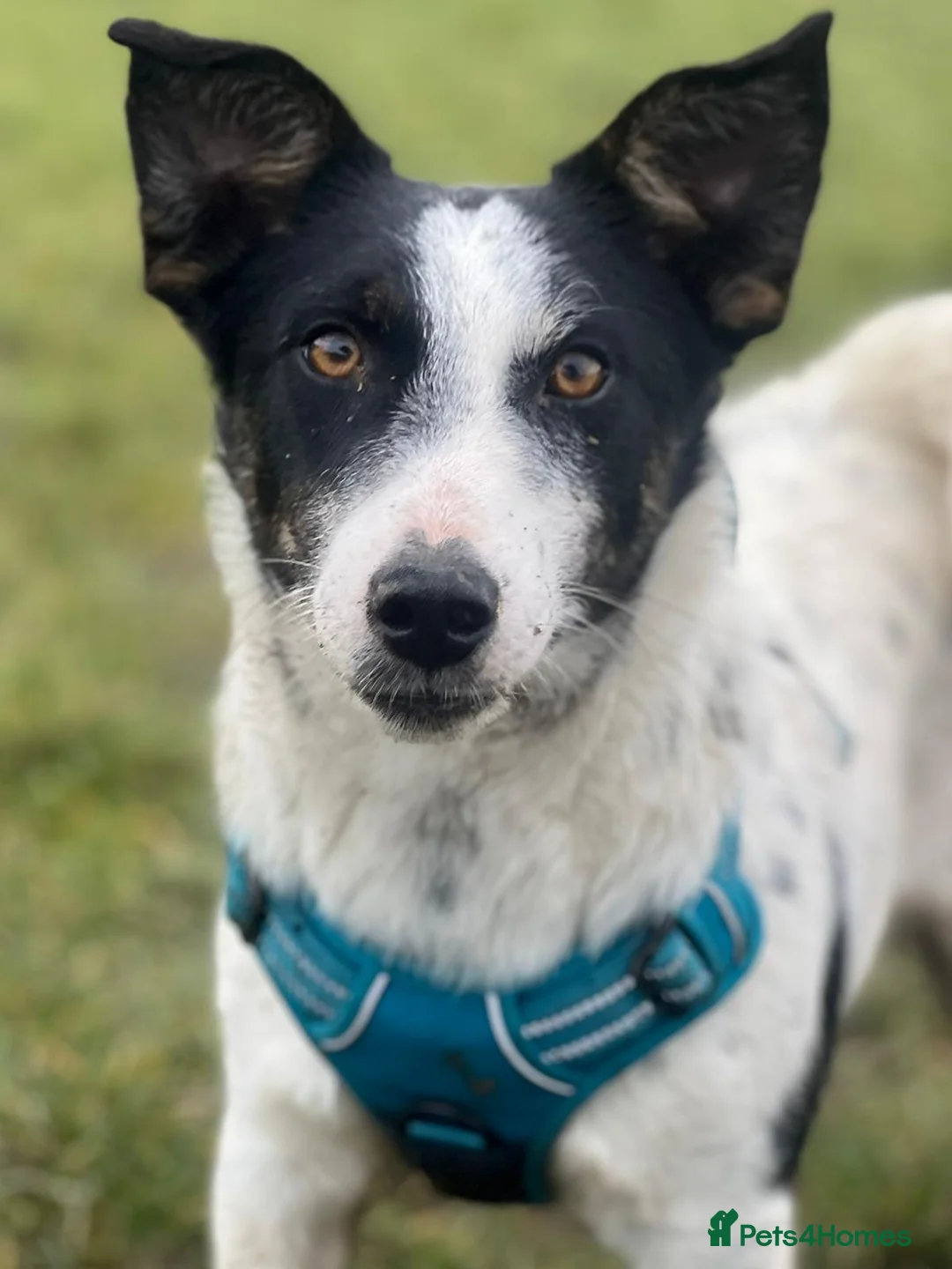 Mixed Breed dogs for adoption: Gorgeous little Andor looking for love - Advert 34