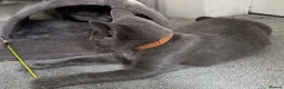 Russian Blue cats for sale: Russian Blue Kittens  - Advert 9