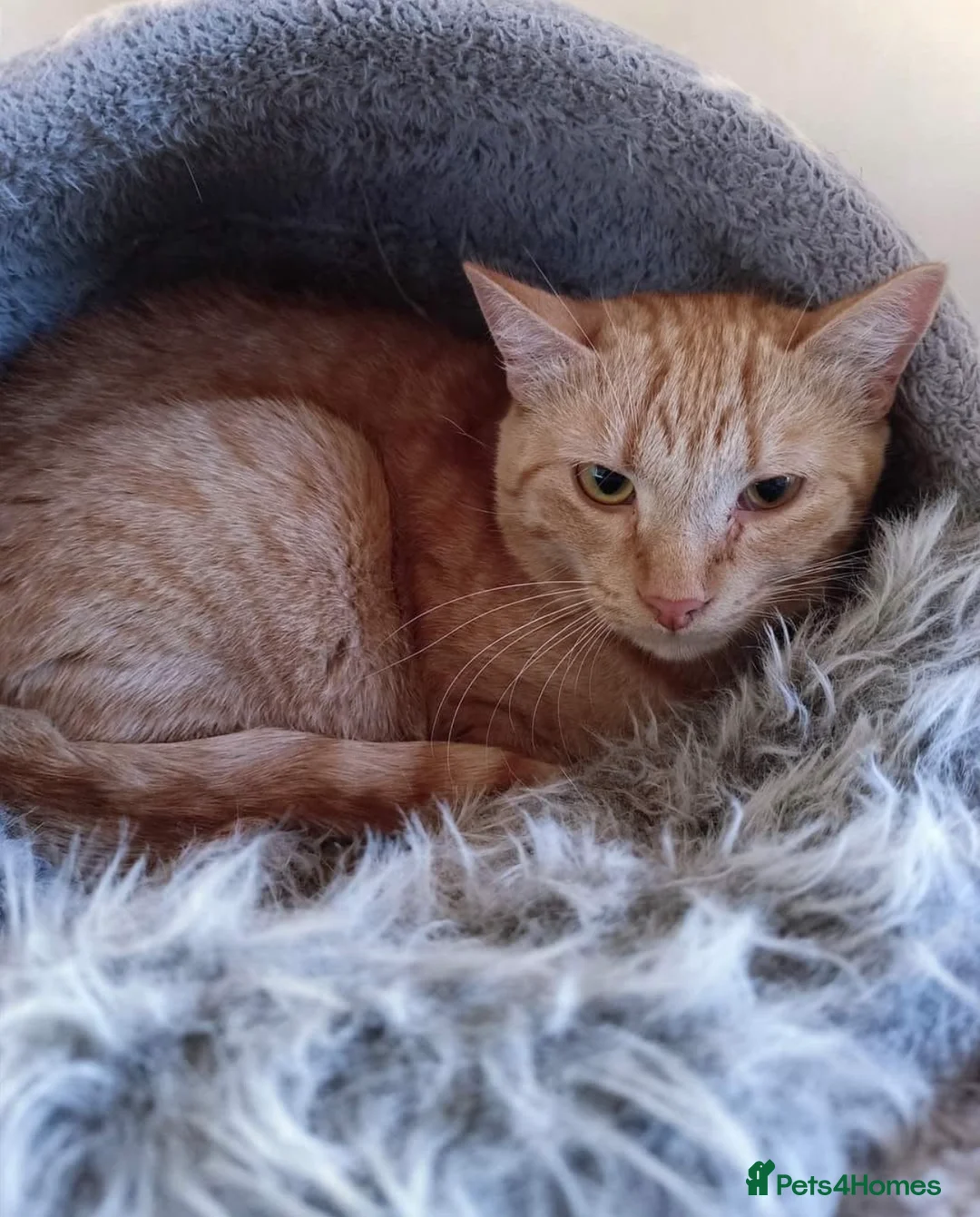 Mixed Breed cats for sale: 3 beautiful kittens - Ready for rehoming - Advert 13