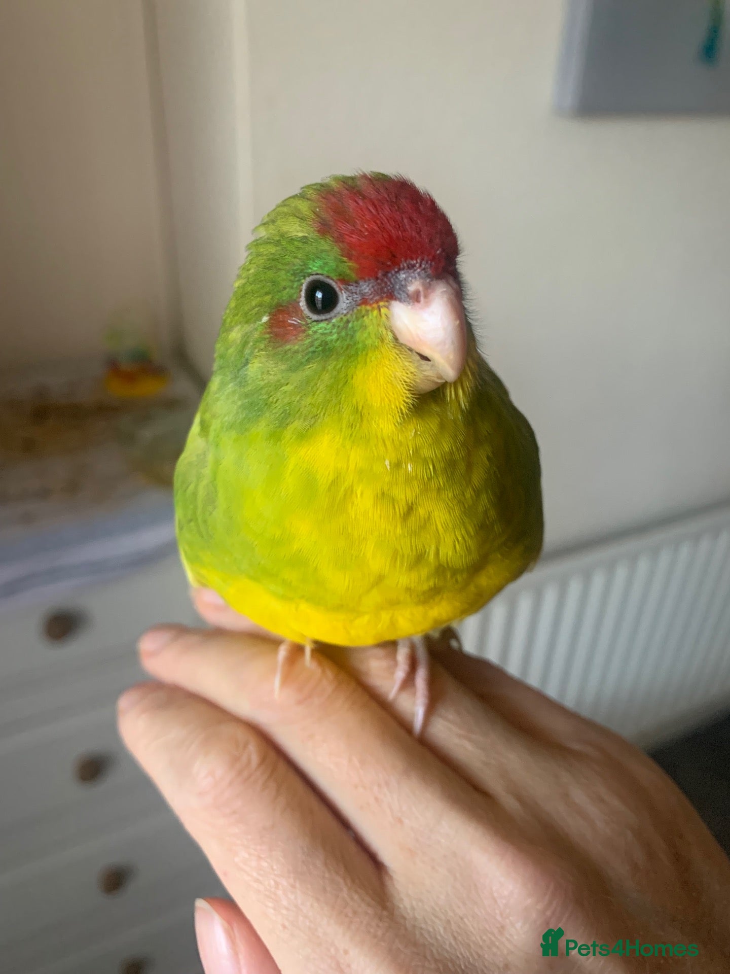 Parakeets birds Hand Reared Baby Kakariki  - Advert 1