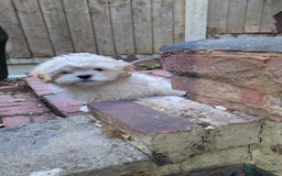 Shih Tzu dogs for sale: Beautiful Golden shih-tzu puppy - Image 3