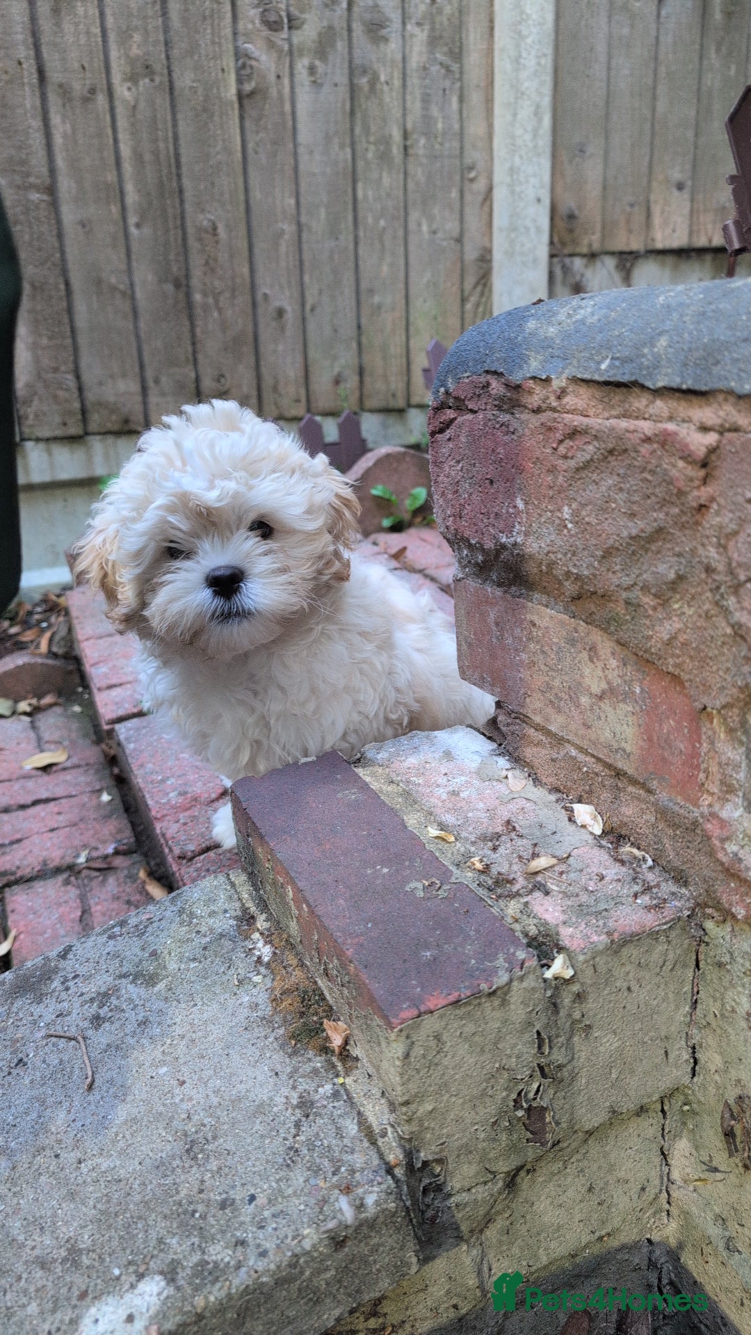 Shih Tzu dogs for sale: Beautiful Golden shih-tzu puppy - Image 3