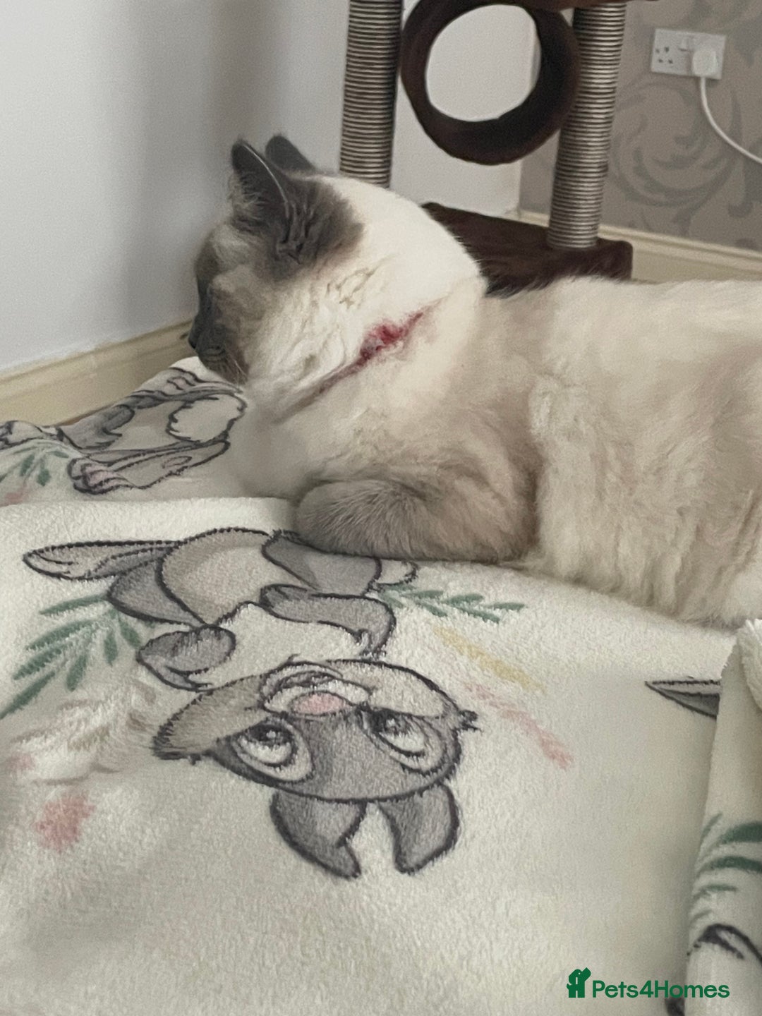 Ragdoll cats for sale: Blue point ragdoll female for sale 🩷 - Image 8