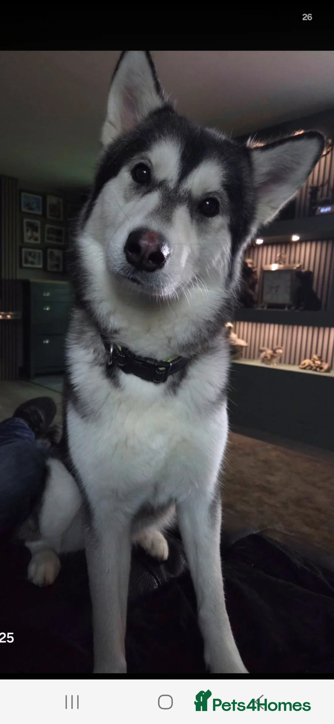 Siberian Husky dogs for sale: Husky girl - Advert 1