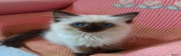 Ragdoll cats for sale: Ragdoll kittens for sale  - Advert 5