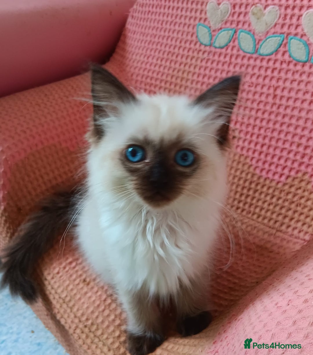 Ragdoll cats for sale: Ragdoll kittens for sale  - Image 5