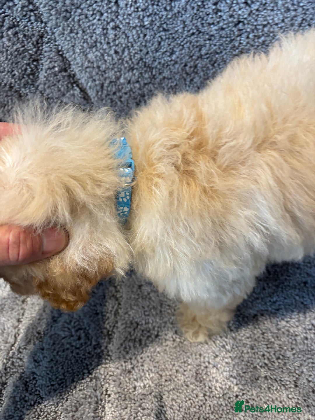Poochon dogs for sale: Beautiful f1 poochon puppys READY NOW!!! - Advert 21