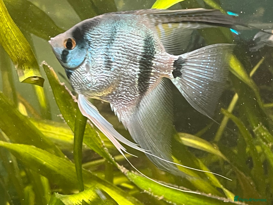 Angelfish fish for sale: Blue Diamond angelfish.  - Image 2
