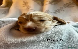 Cockapoo dogs for sale: Adorable Cocker Spaniel/Cockapoo Puppies - Image 23