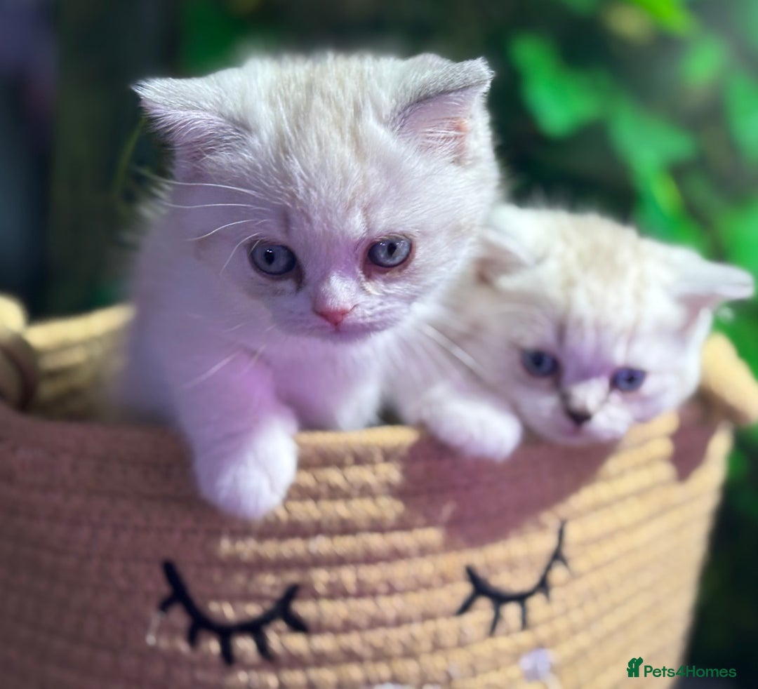 Scottish Fold cats for sale: TICA Full Pedigree kitten available  - Image 21