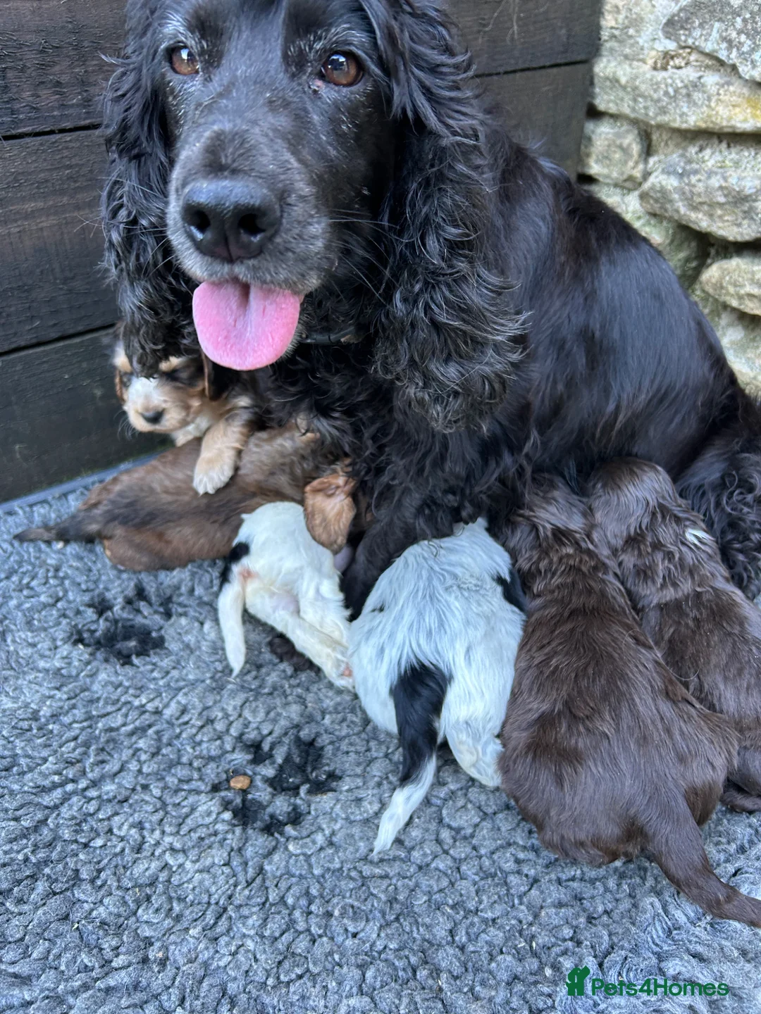 Cocker Spaniel dogs for sale: Kc Reg Show cockers  - Advert 14