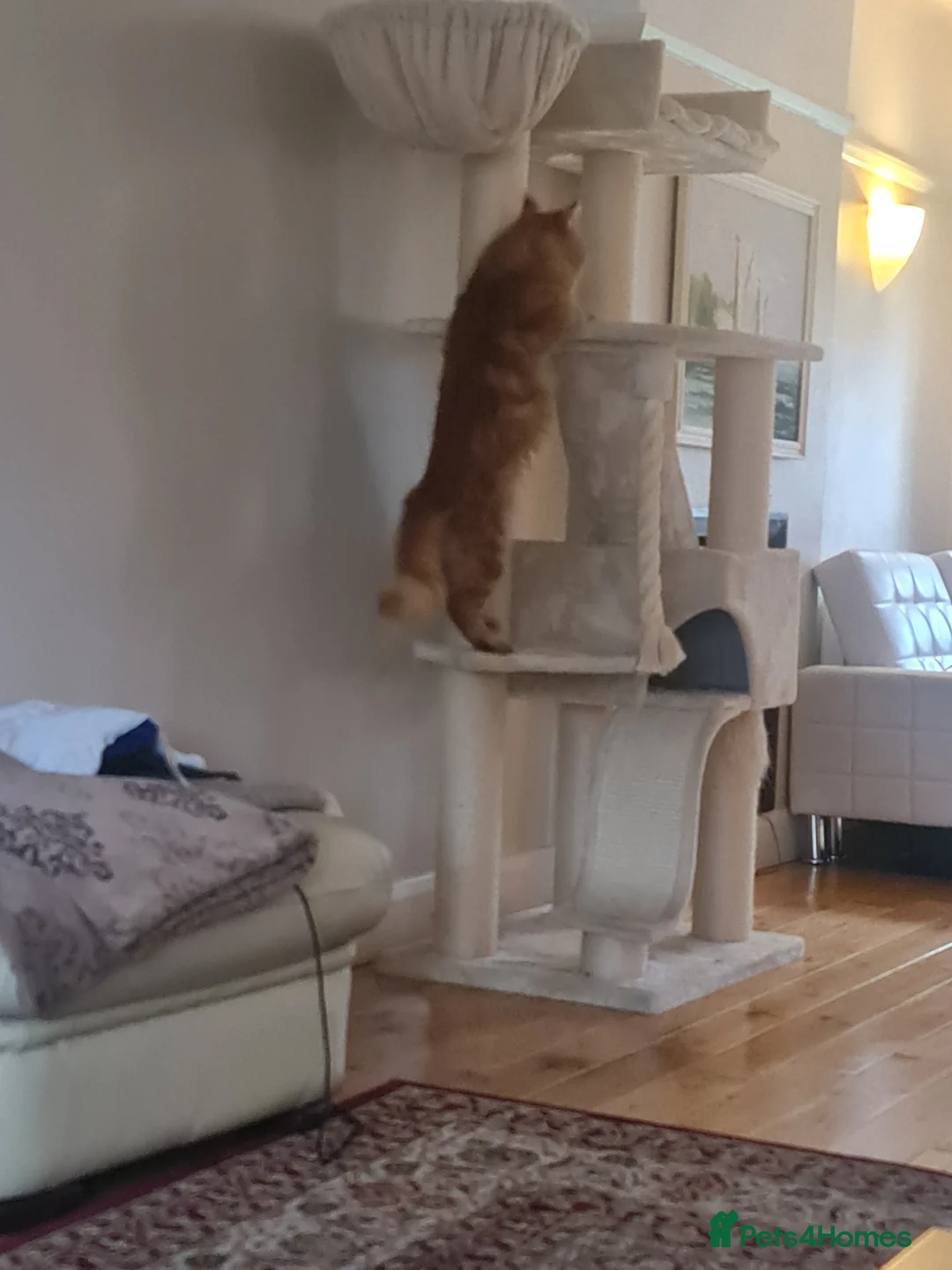 Maine Coon cats for stud: Chack Noris (Red Blotched Tabby) in New Malden - Advert 12