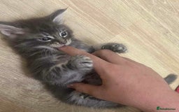 Maine Coon cats for sale: Xl mainecoon kittens full breed non reg  - Image 24