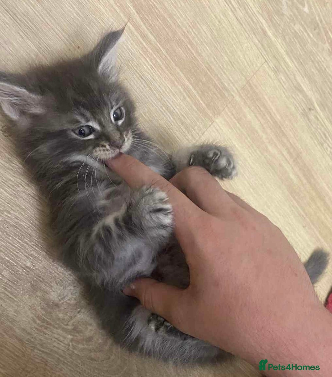 Maine Coon cats for sale: Xl mainecoon kittens full breed non reg  - Image 24