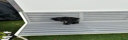 Toy Poodle dogs for sale: Little toy poodle  - Advert 8
