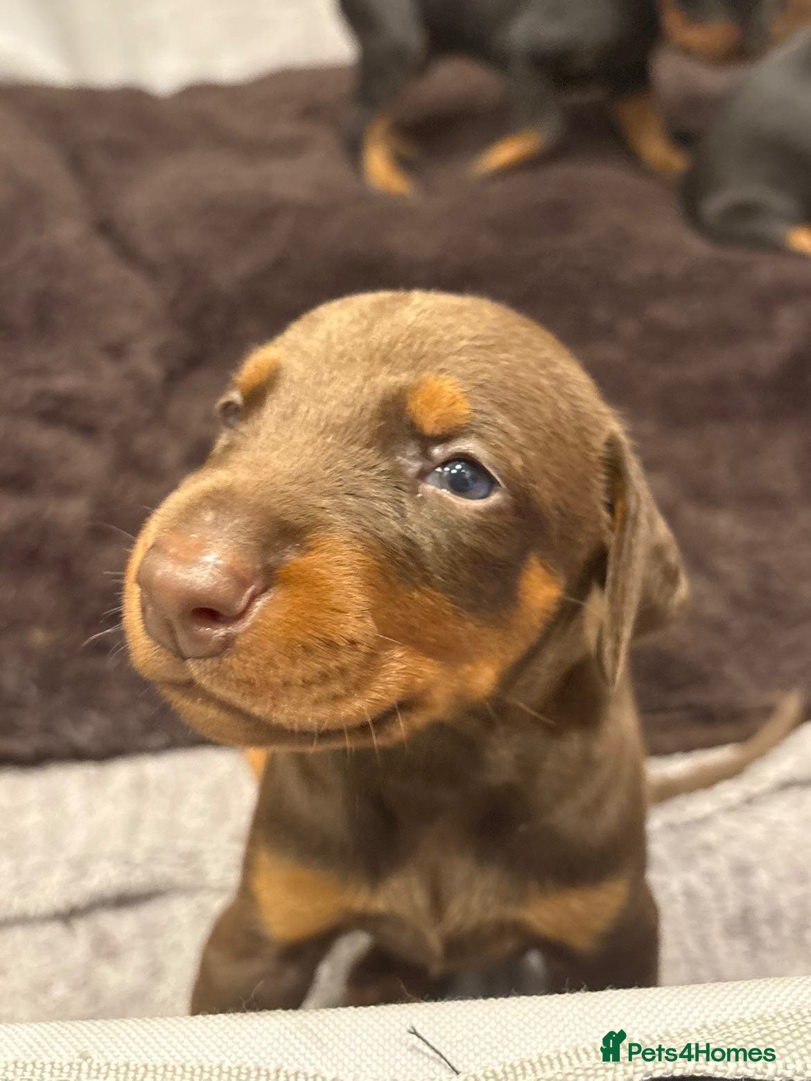 Dobermann dogs Dobermann 2 boys 2 girls  - Advert 3