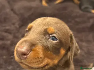 Dobermann dogs Dobermann 2 boys 2 girls - Advert 2