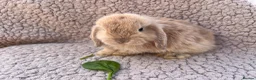 Mini Lop rabbits for sale: 5 beautiful mini lops for sale in Swindon - Advert 2