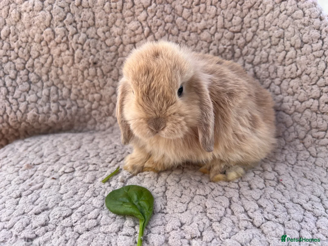 Mini Lop rabbits for sale: 5 beautiful mini lops for sale in Swindon - Advert 2