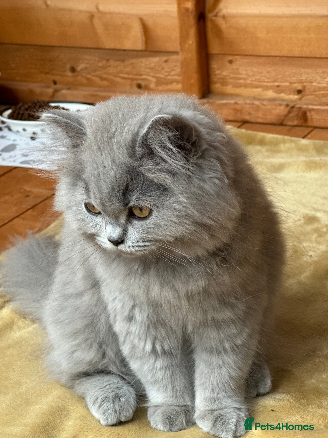 British Shorthair cats for sale: Last chunky kitten remaining  - Image 3