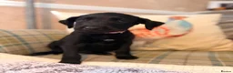 Great Danoodle dogs for sale: Extremely rare greatdoodles ready now  - Advert 6