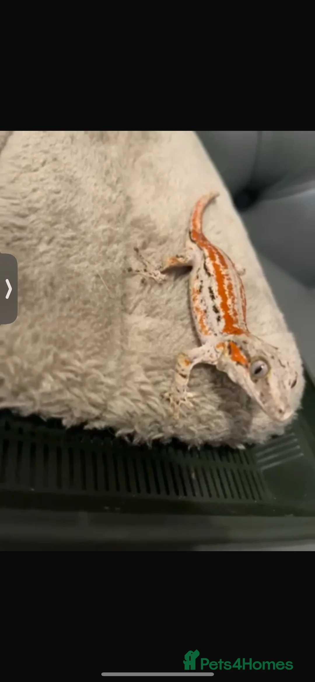 Gecko reptiles for sale: Stunning red Gargoyle gecko for sale £245 - Advert 3