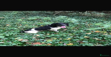 English Springer Spaniel dogs - Advert 1