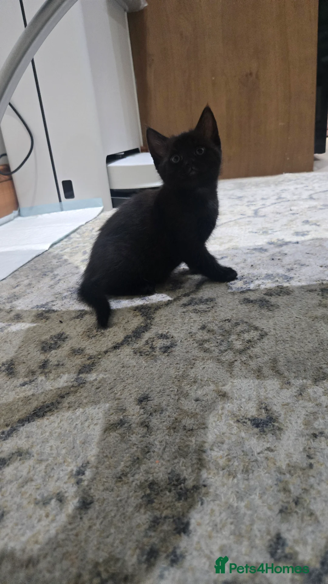 Domestic Shorthair cats for sale: Female kittens are looking for their home in Portsmouth - Advert 4