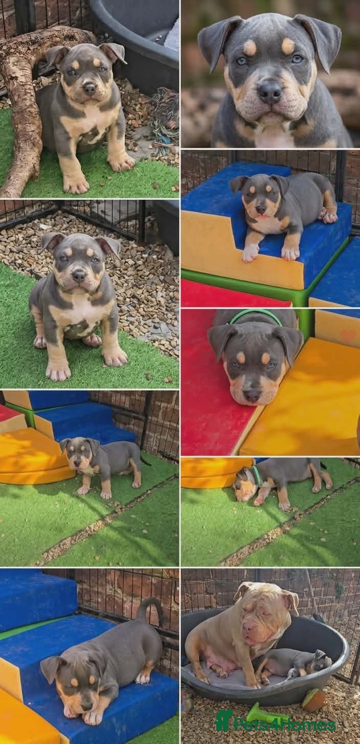 American Bully dogs American pocket bullies  - Advert 7