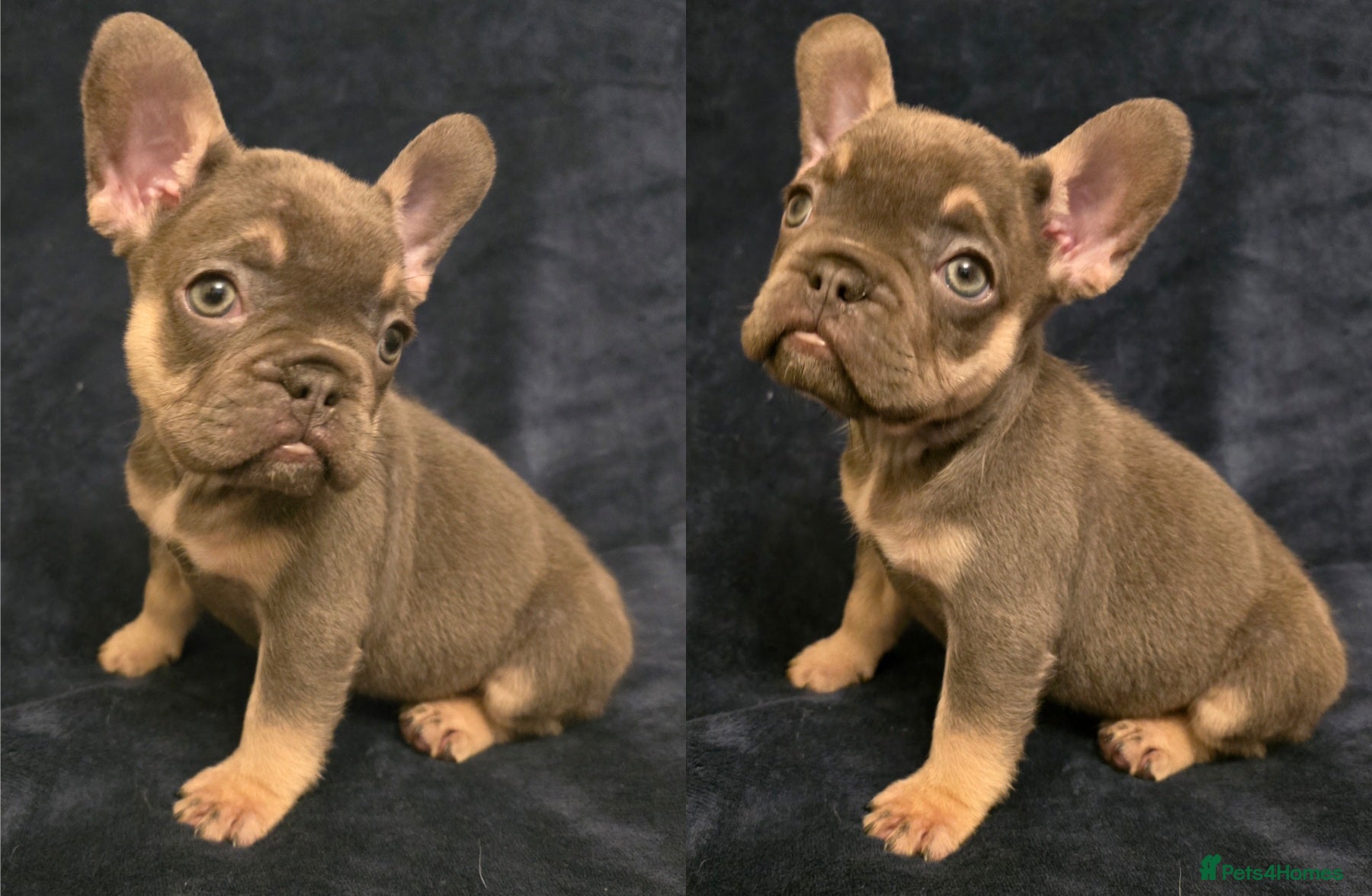 French Bulldog dogs 🌟 Last puppy remaining 🌟  - Advert 6