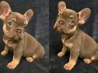 French Bulldog dogs 🌟 Last puppy remaining 🌟 - Advert 6