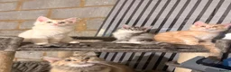 Maine Coon cats for sale: 💖Tica register kitted💖 - Advert 12