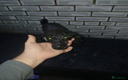 Toy Poodle dogs for sale: Bruno Toy poodle - Image 4