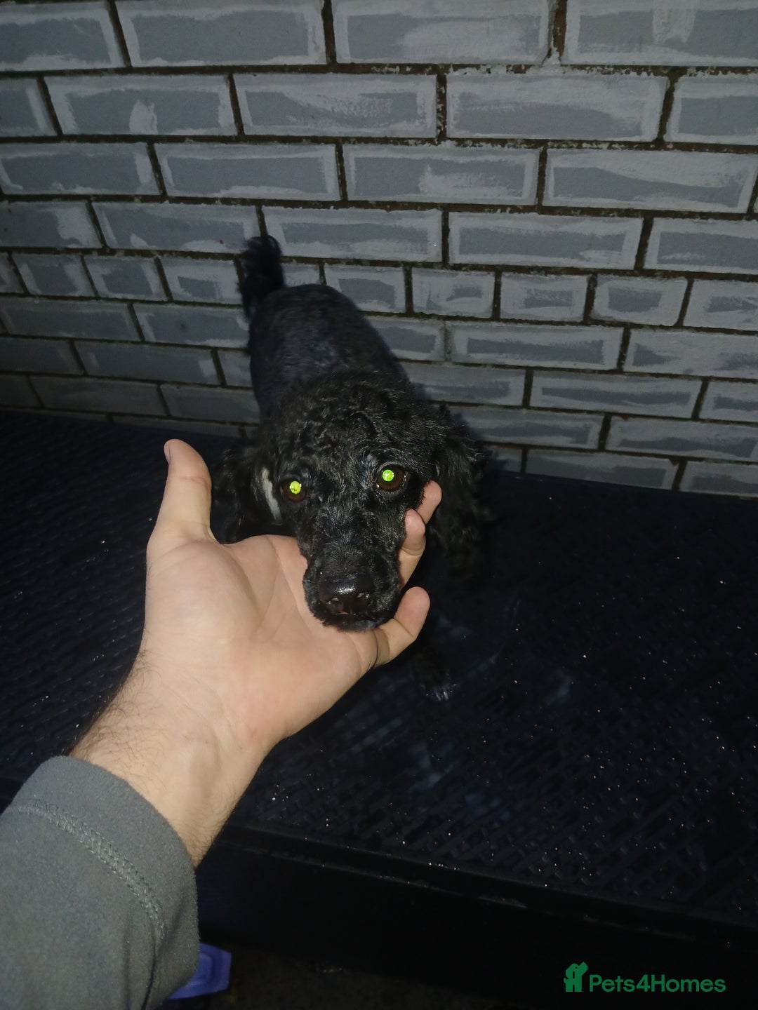 Toy Poodle dogs for sale: Bruno Toy poodle - Image 4