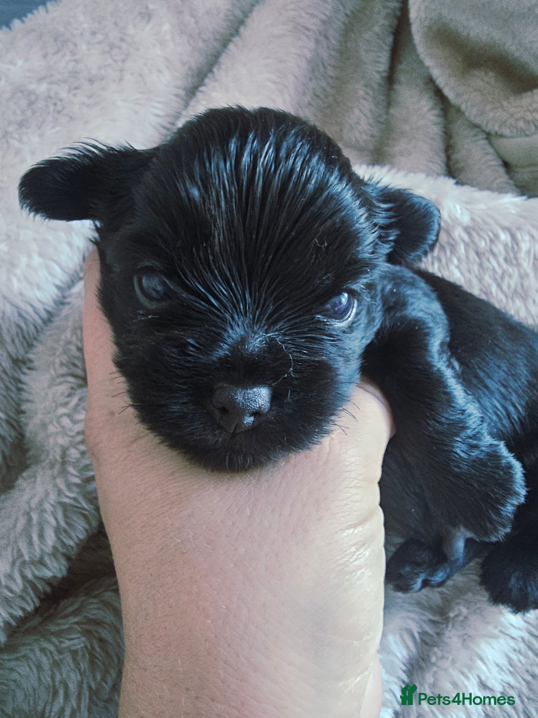Yorkshire Terrier dogs for sale: Mini Yorkshire terrier Biewer Chocolate /black  - Image 12