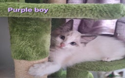 Ragdoll cats for sale: GCCF Gorgeous Pure Pedigree Ragdoll Kittens - Image 9