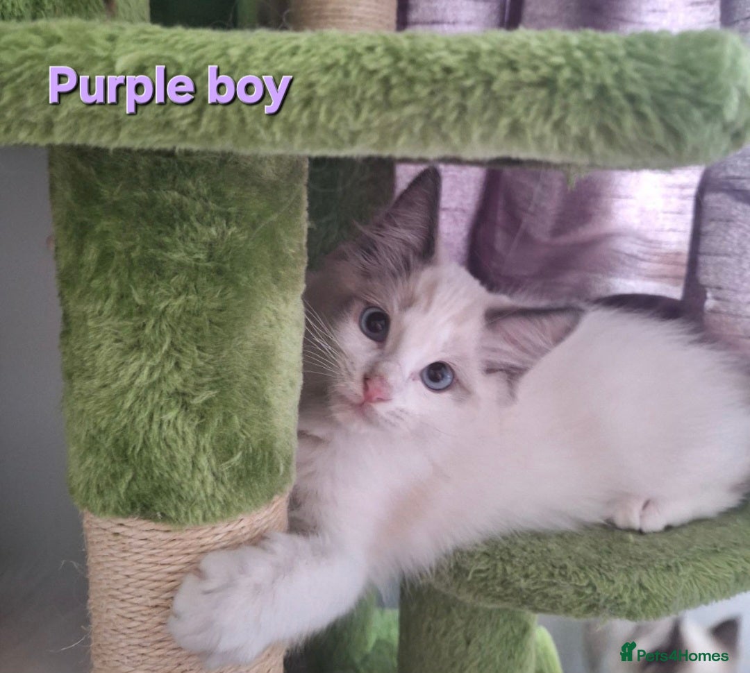 Ragdoll cats for sale: GCCF Gorgeous Pure Pedigree Ragdoll Kittens - Image 9