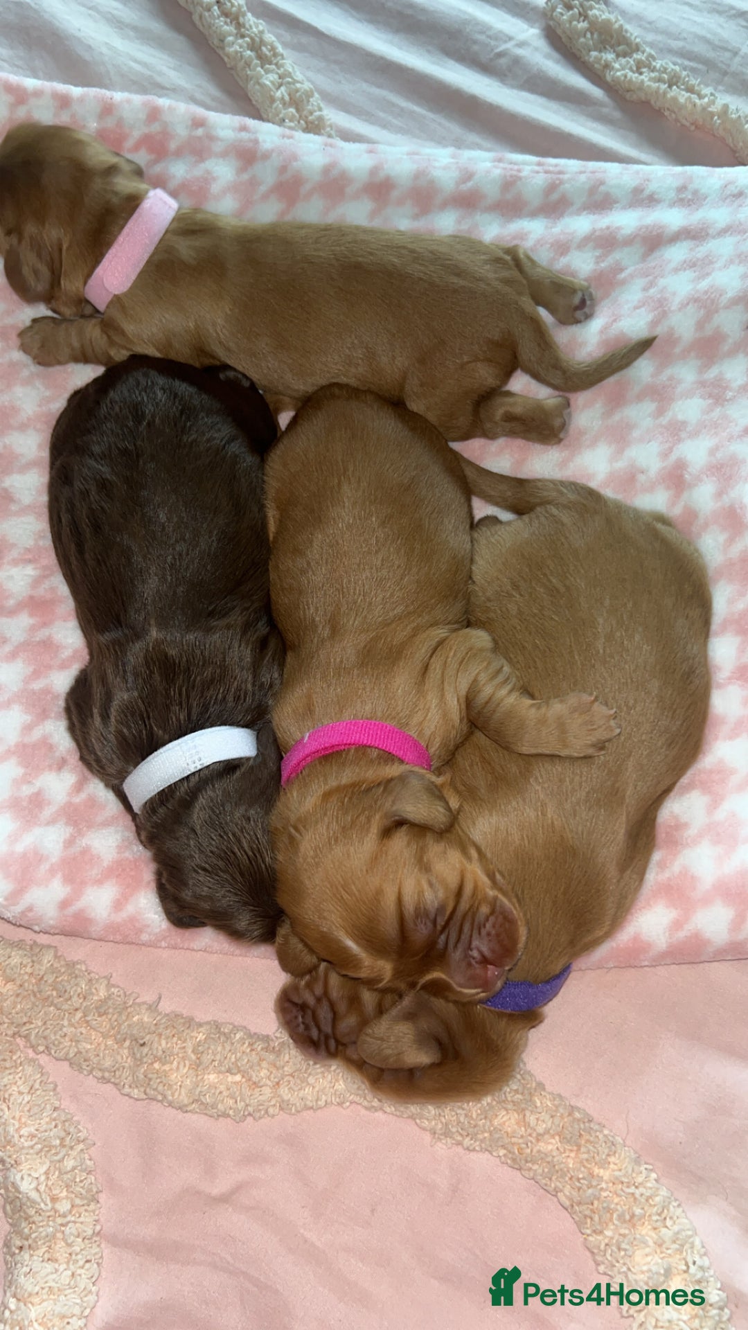 Cocker Spaniel dogs for sale: Gorgeous cocker spaniel pups(ONLY 1 REMAINING)  - Advert 7