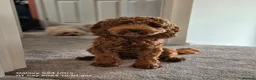 Cockapoo dogs for sale: Rehoming our lovely girl - Ora - Advert 3