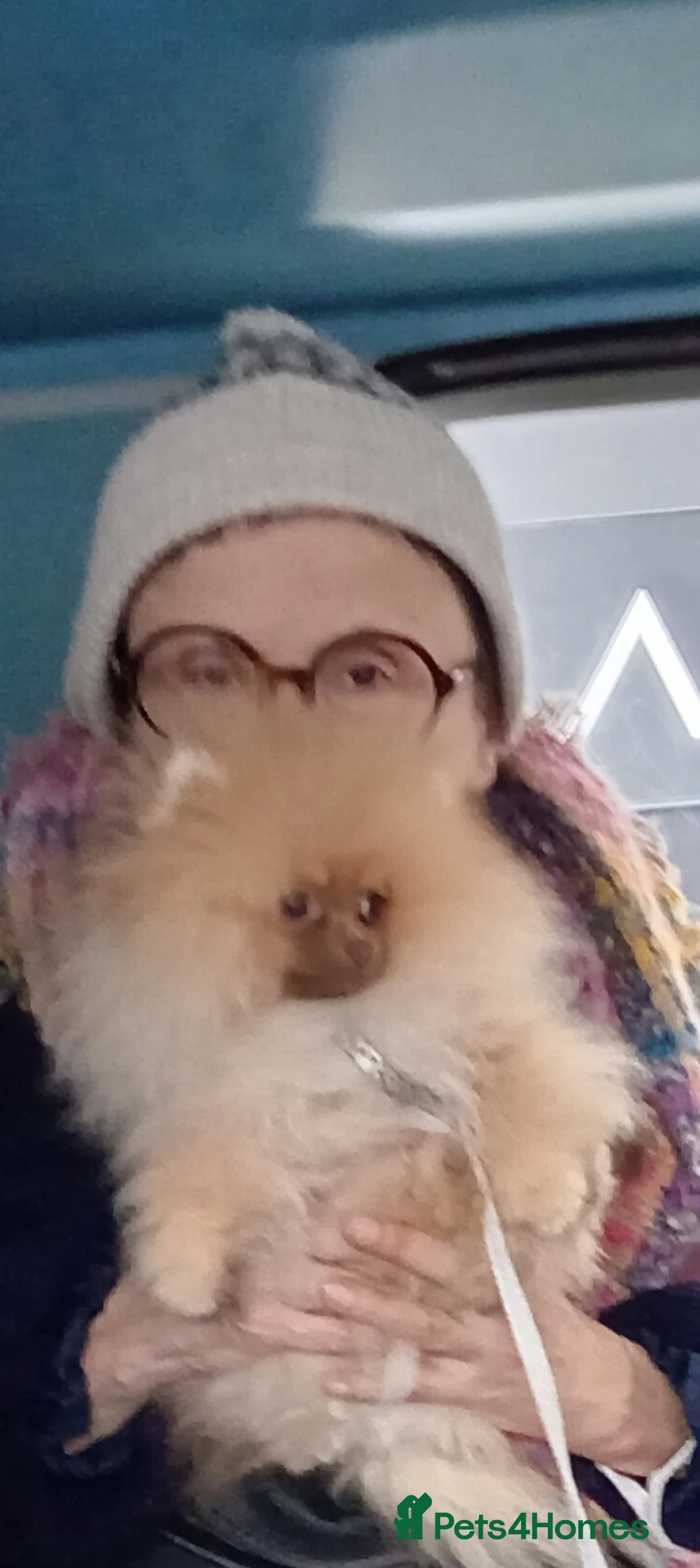 Pomeranian dogs for sale: Glorious 7 month girl looking for forever home - Advert 2