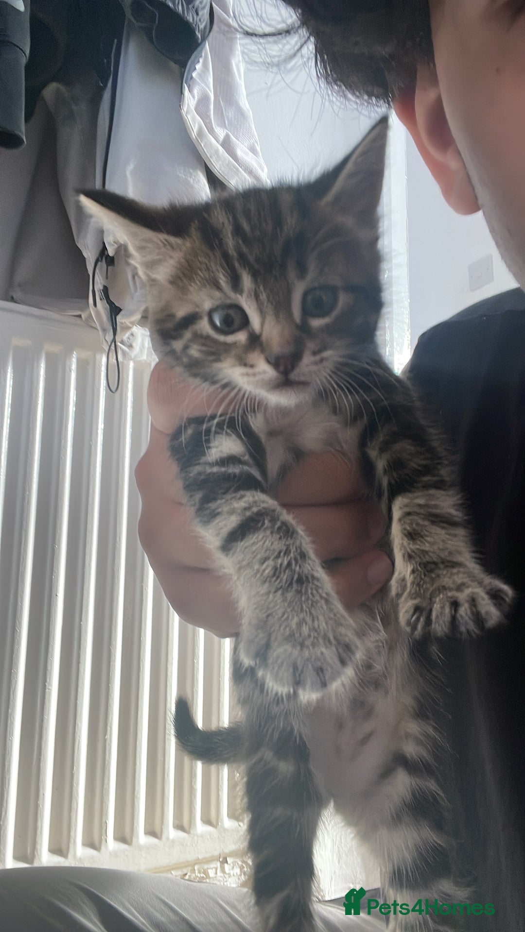 British Shorthair cats for sale: 3 British short hair polydactyl cats. - Image 2